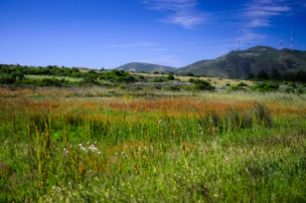 The diversity of a meadow landscape-- San Bruno Mountain State Park